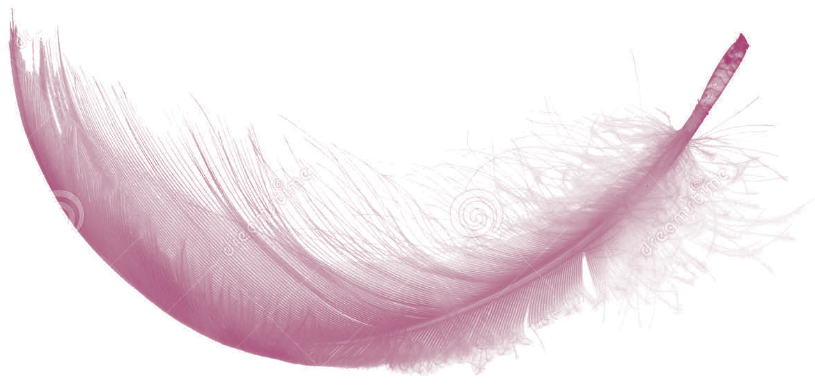 plume_rose